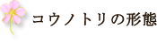 コウノトリの形態